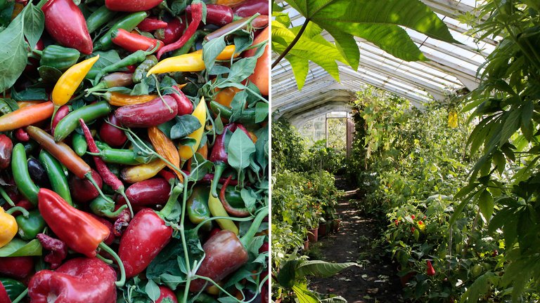 Sådan dyrker du chilier