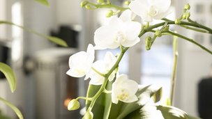 Feng Shui, virker det?