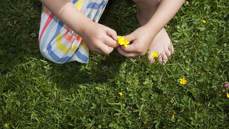 Så eller anlæg ny græsplæne - her græsplæne med mælkebøtter