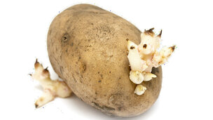 Forspirer du dine kartofler, vil du få en tidligere høst, da kartoflerne på den måde allerede er i gang når de kommer i jorden. Foto: Colorbox