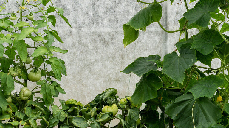 Nogle sorter af agurk kan blive meget store, og det kan være nødvendigt at reducere i bladmassen. Foto: Luna Worm