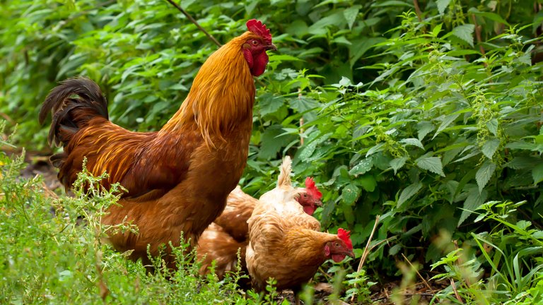 Høns i haven: Så meget (lidt) tid tager det