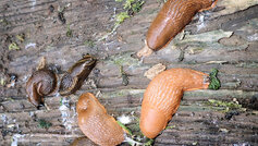 Store rødbrune dræbersnegle på fugtigt træ