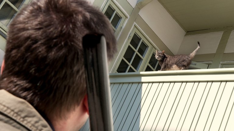 Må naboen skyde din kat