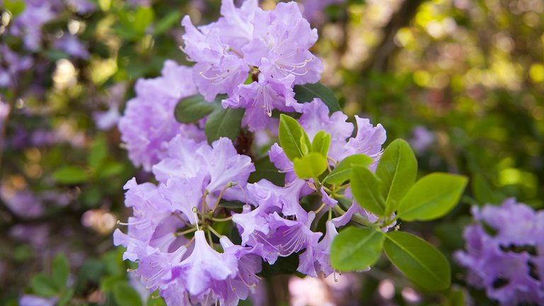Rhododendron: Sådan planter og passer du dem i haven