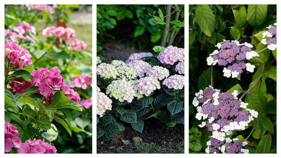 Hortensia blomster i forskellige farver