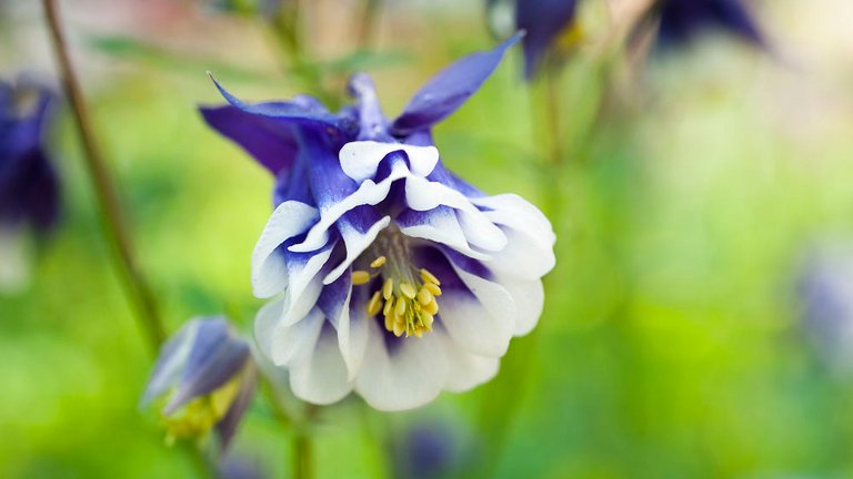 Billedgalleri: Farverige blomster til haven