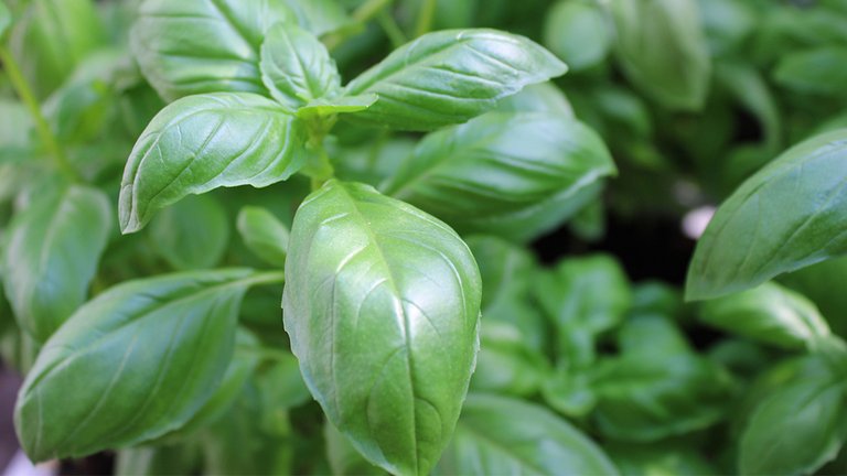 Plant en spireblyant og få en krydderurt