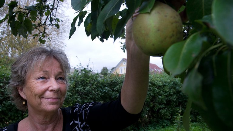 Opskrift: Lav din egen æblevin