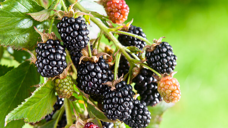 brombær på brombærbusk i have