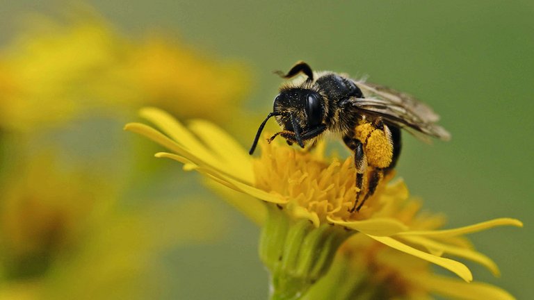 Bi suger pollen fra blomst