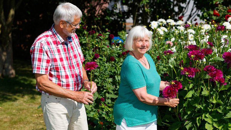 Dahlia-besat: Oplev Ib og Kirstens dejlige dahliahave