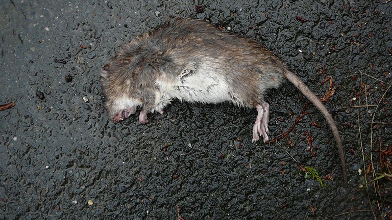 Flere anmeldelser om rotter: Se, hvor mange der er i din kommune