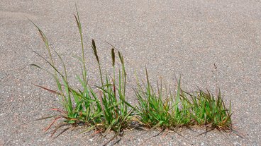 Sådan forebygger du ukrudt