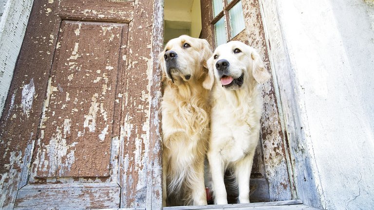 Gode råd, når du skal have hund i boligen