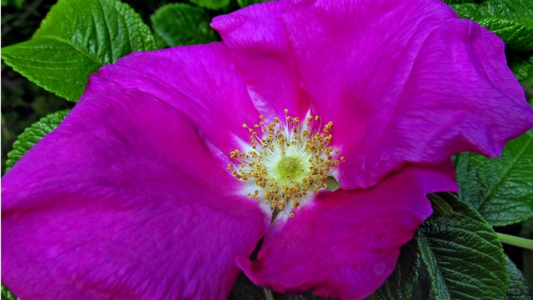 Naturstyrelsen: Hjælp os med at udrydde rynket rose