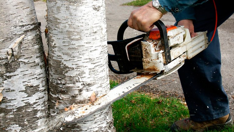 Må du altid selv fælde et træ?