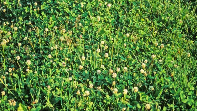 Kløver i græsplæne
