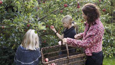 Sådan plukker og opbevarer du havens æbler og pærer