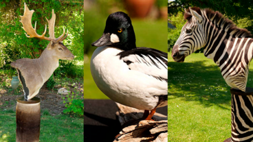 Udstoppet kronhjort, hvinand og zebra