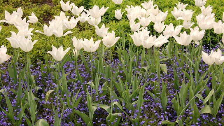 Blomstrende have på den nemme måde
