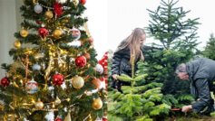 Almindeligt juletræ og plastik juletræ pyntes med julepynt