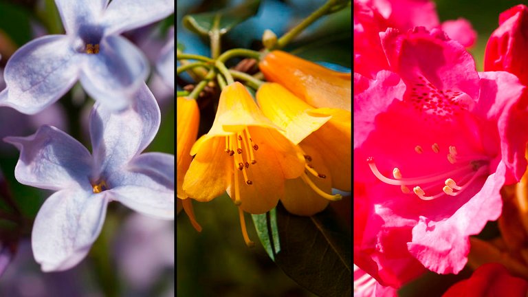 Billedgalleri: Træer og buske i haven