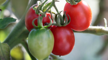 Sådan dyrker du dine egne tomatplanter