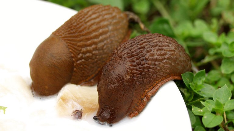 Beskyt køkkenhaven mod dræbersnegle med et sneglehegn