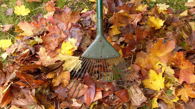 10 gode råd om visne blade