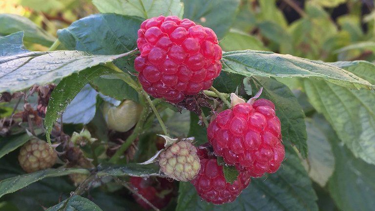 16 tips til nyttehaven