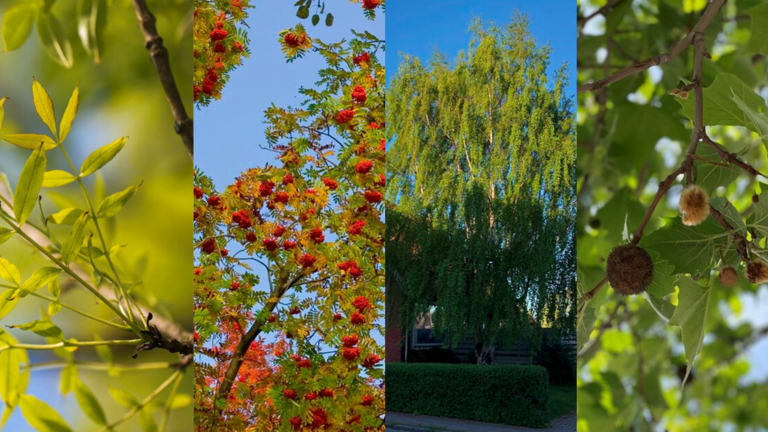 4 gode skyggetræer til haven