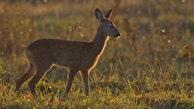 Sådan håndterer du rådyr i haven