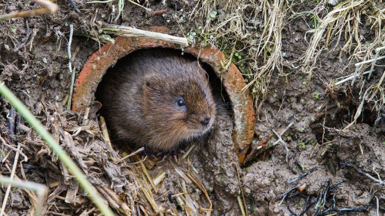 Mosegris - sådan ser den ud