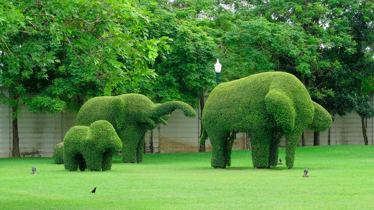 Buksbom – sådan planter, passer og klipper du den