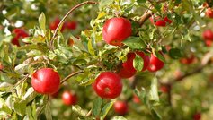 Sådan vælger du de bedste frugttræer