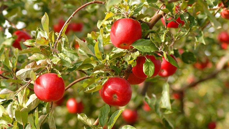 Sådan vælger du de bedste frugttræer