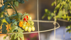 Tomater 4/4: Pluk de første tomater og pas på sygdomme og skadedyr