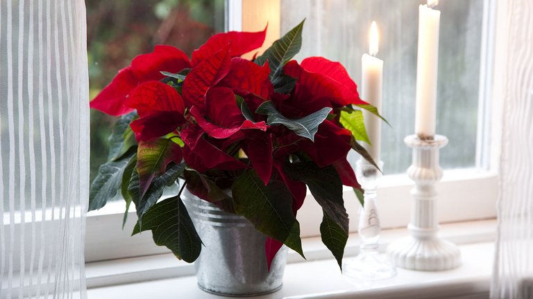 Sådan holder du liv i julens blomster og planter
