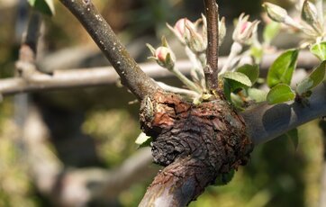 kræft på et frugttræ