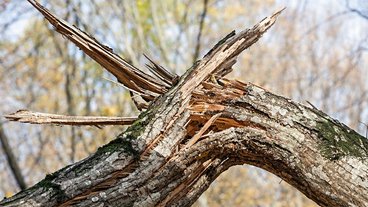 Sådan redder du træer og buske efter stormen