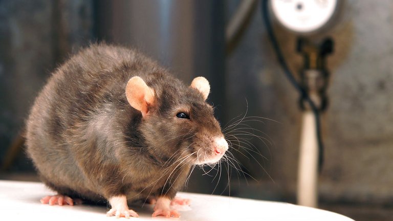 Viden om rotter