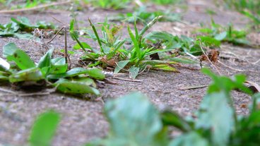 QUIZ: Har du styr på dit ukrudt?