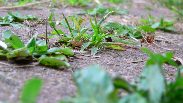QUIZ: Har du styr på dit ukrudt?