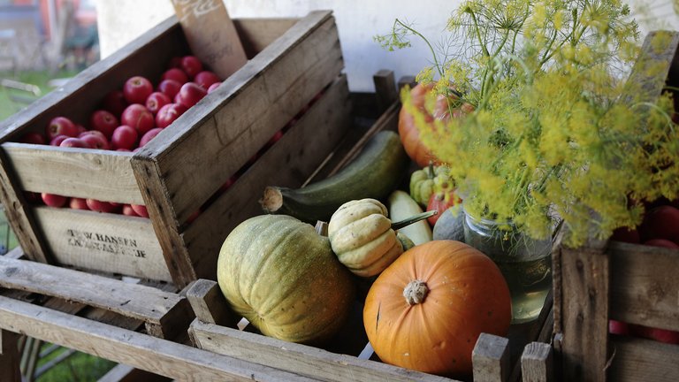 Med en køkkenhave kan du dyrke dine egne grøntsager