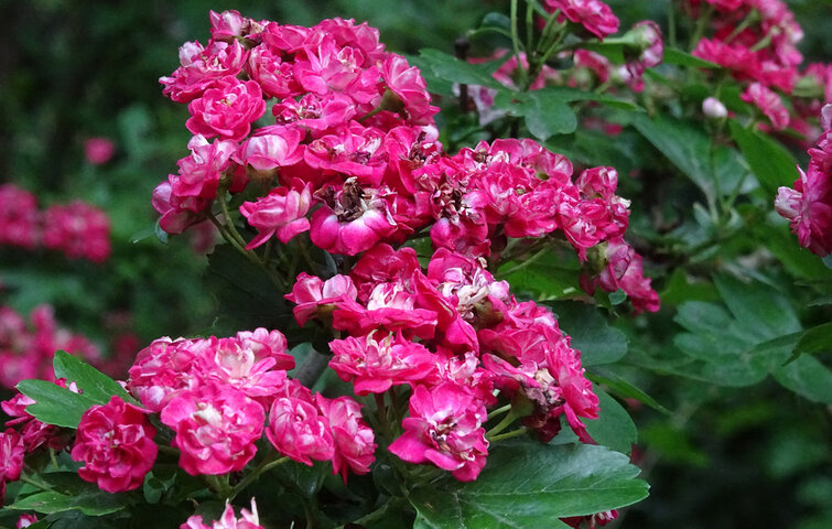 Blomster på en rødtjørn