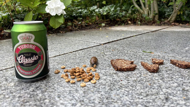 Øl, kattemad og rugbrød som lokkemad til dræbersnegle