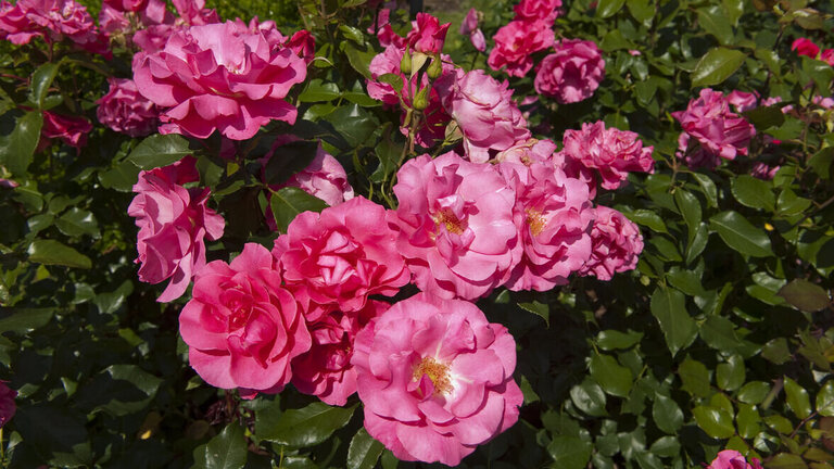 Quiz: Har du tjek på roserne?