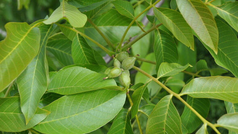 Quiz: Hvordan kommer nødder fra træ til tallerken?