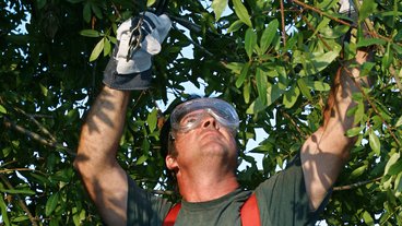 Må du save grene af naboens træ?